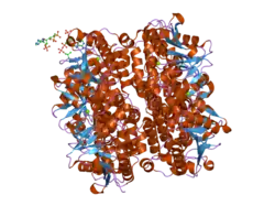 2hw5: The crystal structure of human enoyl-coenzyme A (CoA) hydratase short chain 1, ECHS1