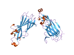 2i32: Structure of a human ASF1a-HIRA complex and insights into specificity of histone chaperone complex assembly
