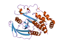2i75: Crystal Structure of Human Protein Tyrosine Phosphatase N4 (PTPN4)