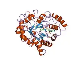 2iq0: Crystal Structure of Aldose Reductase complexed with Hexanoic Acid