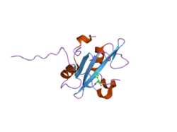 2iuh: CRYSTAL STRUCTURE OF THE PI3-KINASE P85 N-TERMINAL SH2 DOMAIN IN COMPLEX WITH C-KIT PHOSPHOTYROSYL PEPTIDE