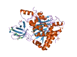 2nsm: Crystal structure of the human carboxypeptidase N (Kininase I) catalytic domain