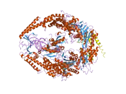 2o8b: human MutSalpha (MSH2/MSH6) bound to ADP and a G T mispair