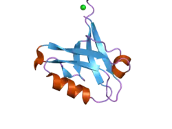 2pa1: Structure of the PDZ domain of human PDLIM2 bound to a C-terminal extension from human beta-tropomyosin