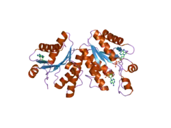 2pey: Crystal structure of deletion mutant of APS-kinase domain of human PAPS-synthetase 1