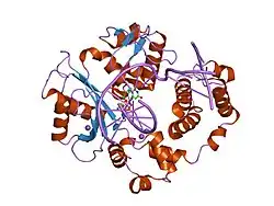 2pfo: DNA Polymerase lambda in complex with DNA and dUPNPP