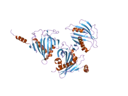 2pso: Human StarD13 (DLC2) lipid transfer and protein localization domain