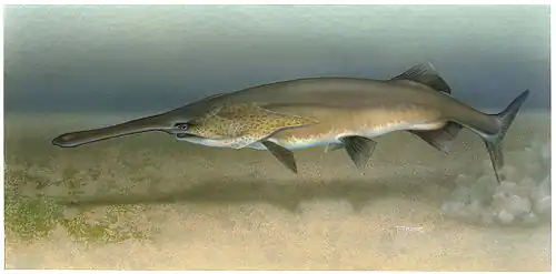 The paddlefish has a rostrum packed with electroreceptors