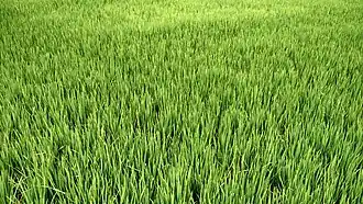 Paddy field
