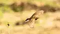Wide-span flying Paddyfield pipit from Dhaka, Bangladesh