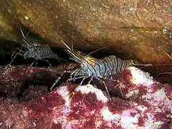 The shrimp Palaemon serratus of the infraorder Caridea, traditionally referred to as "common prawn"