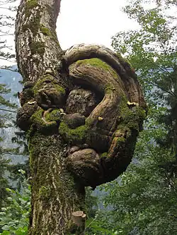 Burl near Palfau, in central Austria