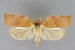 Mounted specimen