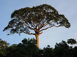 A tall Lupuna tree rising above the dense Amazonian rainforest