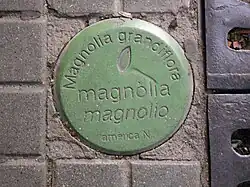 Tree identification plaque.