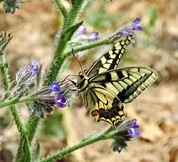 Papilio machaon on Anchusa azurea