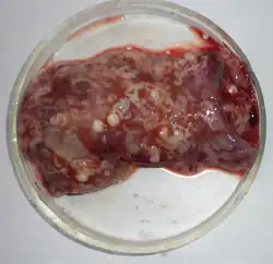 Molicola horridus in the liver of the fish Diodon hystrix