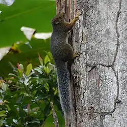 Gray squirrel