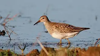 Pectoral Sandpiper