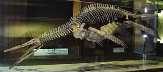 Photograph of a mounted skeleton in side view
