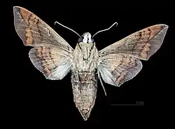 Perigonia lusca f. interrupta Female ventral view