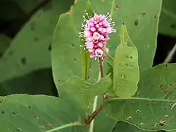 P. a. var. emersa short spike