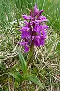 Broad-leaved marsh orchid, La Bresse.