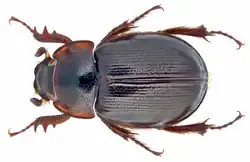 Phaeochrous emarginatus
