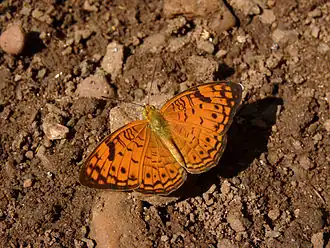 Dorsal view