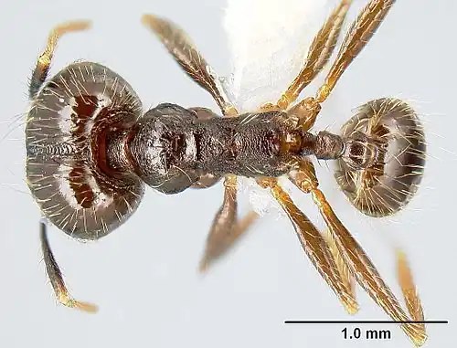 The top view of a "major" worker of P. purpurea, with a scale to distinguish size