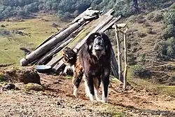 Tibetan Mastiff in Sandakpur, Nepal