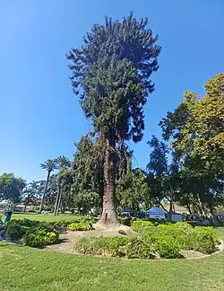 Another view of the Bunya Bunya tree