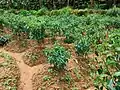 View of a Chilli farm
