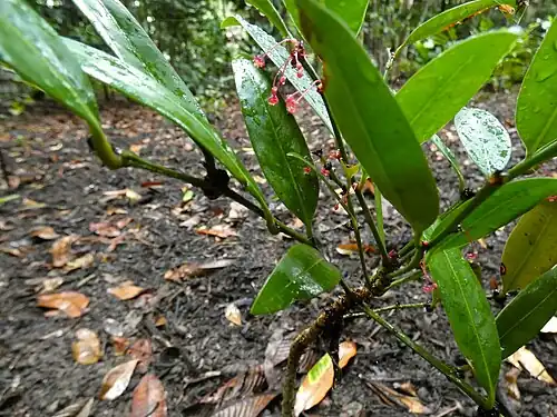Foliage and flowers