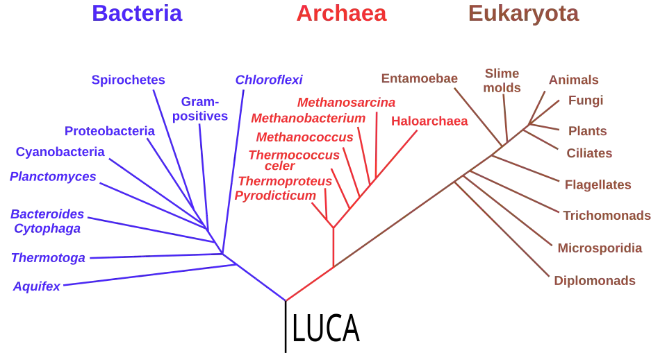 Phylogenetic tree based on rRNA genes data (Woese et al., 1990)[122] showing the 3 life domains, with the last universal common ancestor (LUCA) at its root
