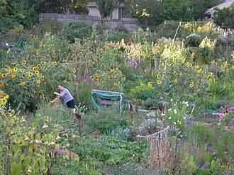 The Picardo Farm P-Patch community garden in Wedgwood