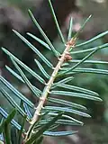 Foliage, showing the glaucous blue-green stomatal stripes on the underside of needles