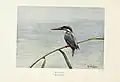 Common kingfisher