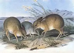 Painting of pig-footed bandicoots by John Gould.