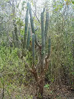 Pilosocereus royenii (Pilosocereus armatus)