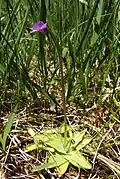 Common butterwort