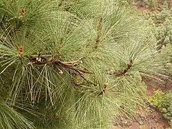 Pinus canariensis