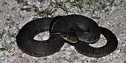 Plain-bellied watersnake (Nerodia erythrogaster), Chambers County, Texas