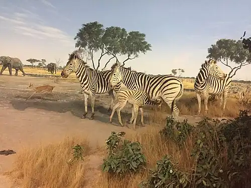 Plains Zebras and a Steenbok in a diorama from the 'Botswana' exhibit