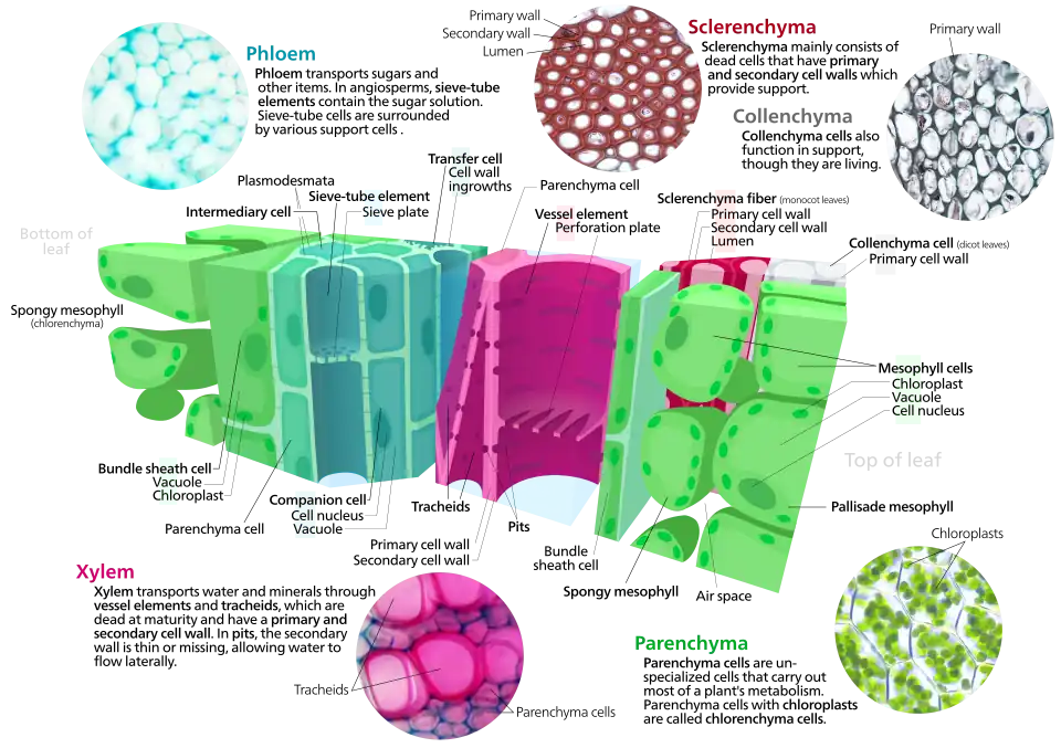 Cross section of a leaf showing various ground tissue types