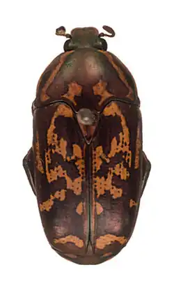 Poecilopharis poggi flyensis Holotype male