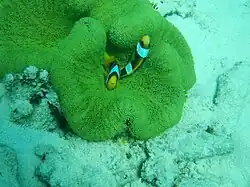 A. clarkii (Clark's anemonefish)
