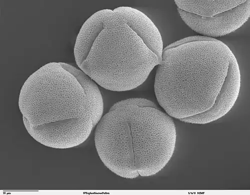 Pollen grains of Ricinus communis