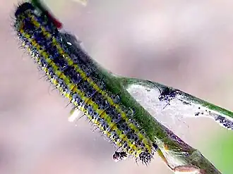 Caterpillar