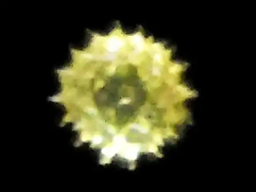 Pollen under a light microscope